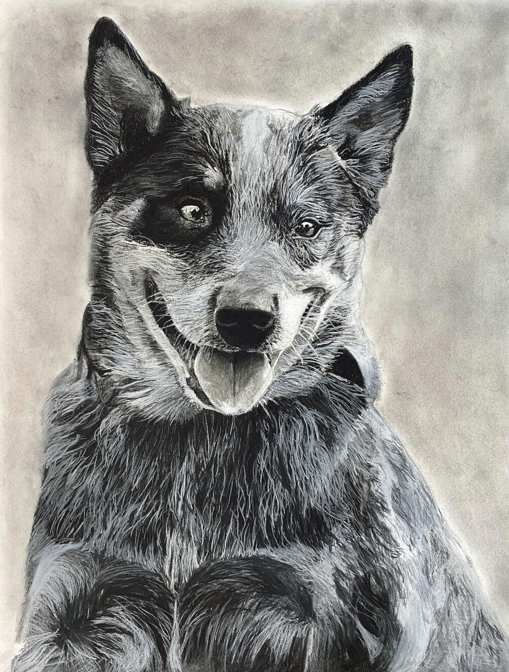 Dog portrait $250